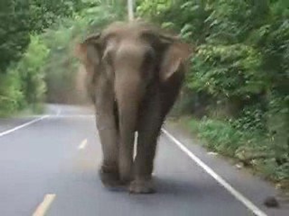 Elephant attack in Khao Yai National Park