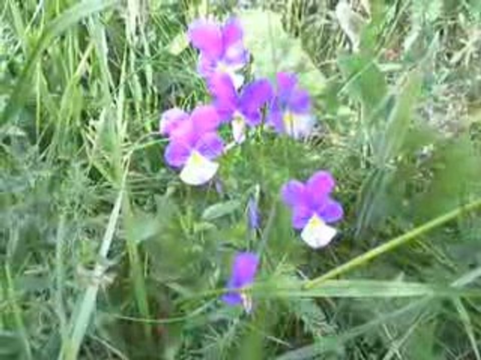 Massif du Sancy: Pensées des Montagnes
