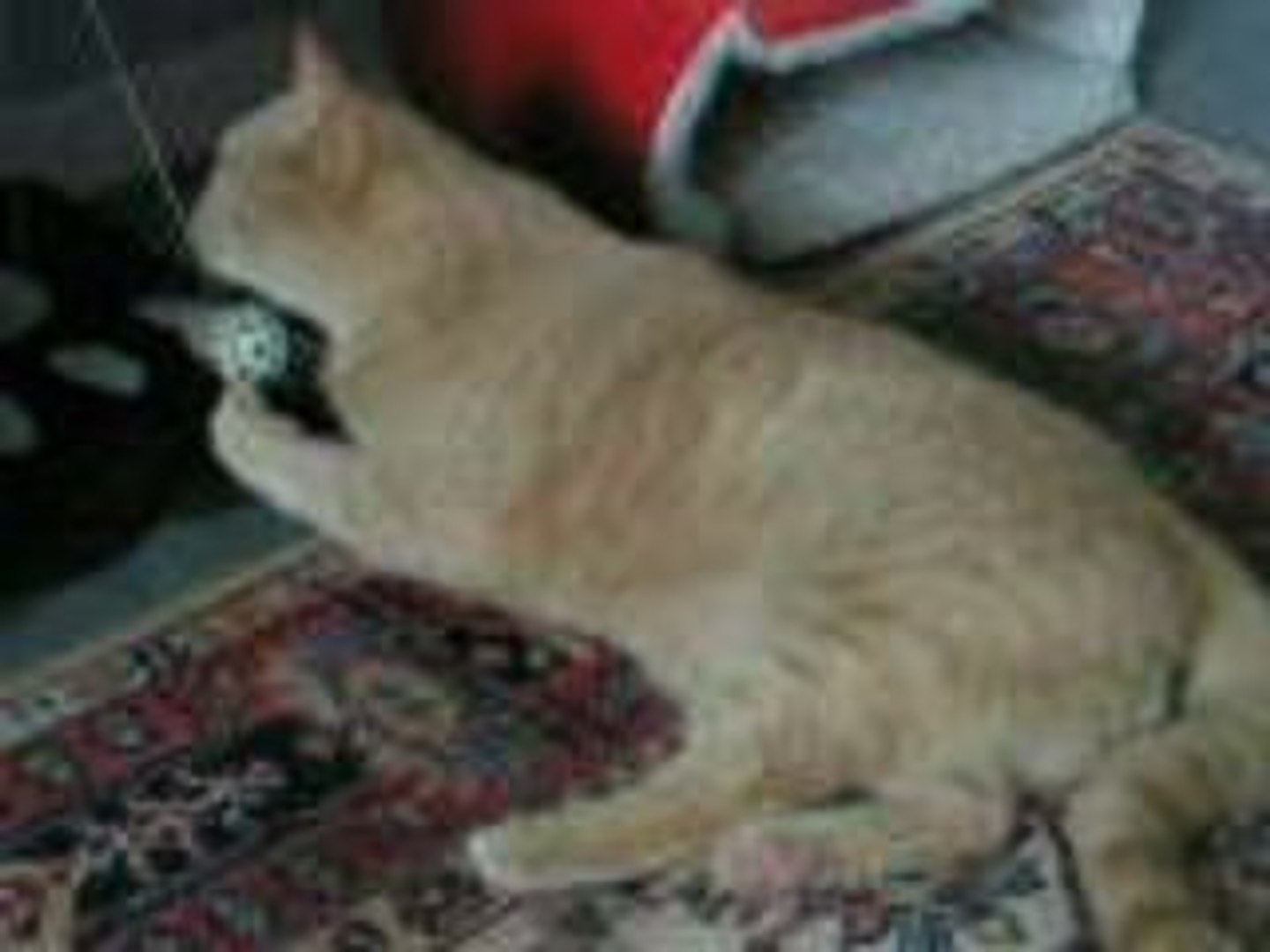 PICT0010 Chelton British Shorthair