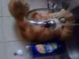 voici titi