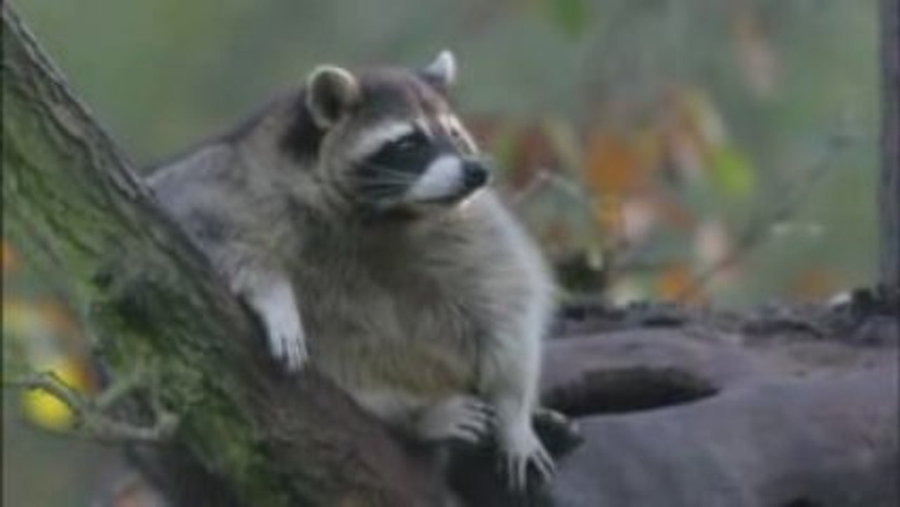 Racoon