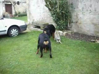 Eywook parmis les rott