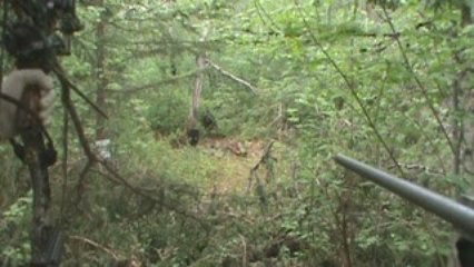 Chasse a l'ours a l'arc 2009