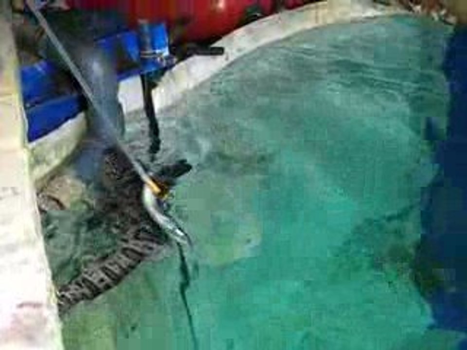 Nourrissage des requins