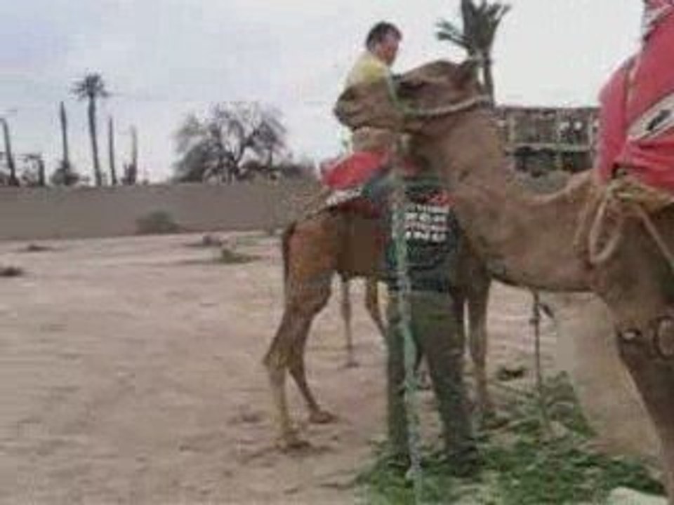 Balade en dromadaire