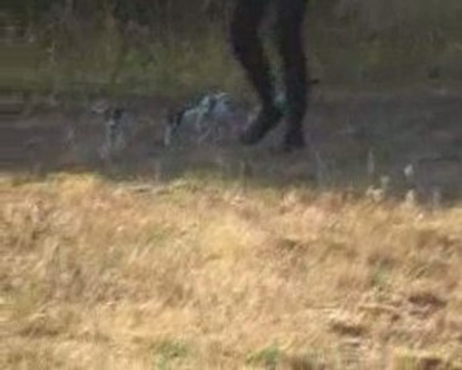 BB de caly 8 semaines en course