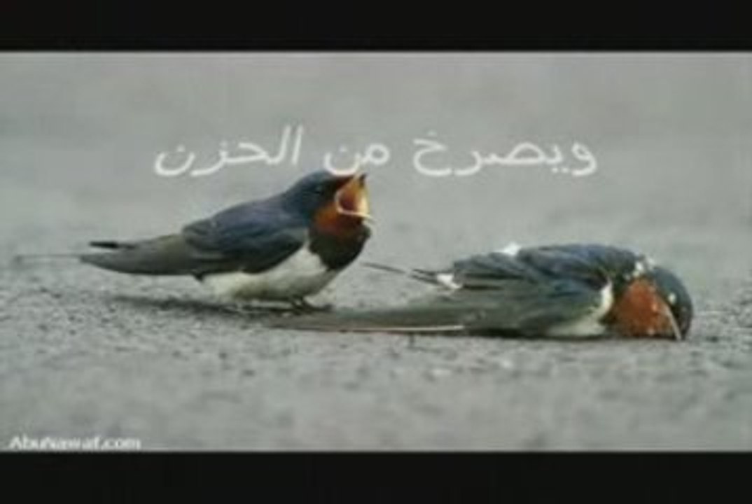 عصفور رومانسى