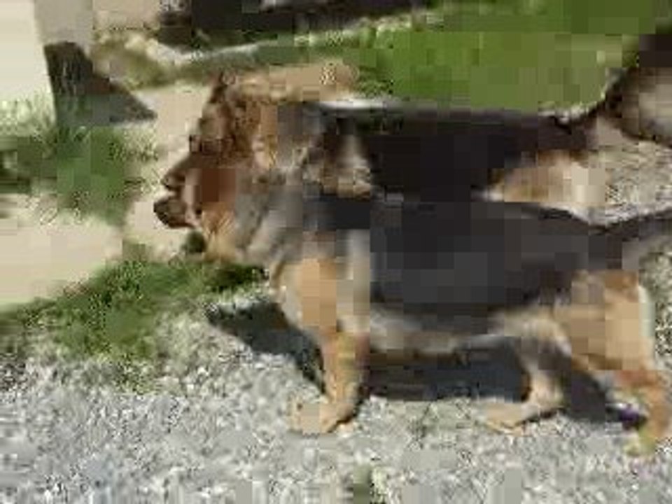zeus ve şila