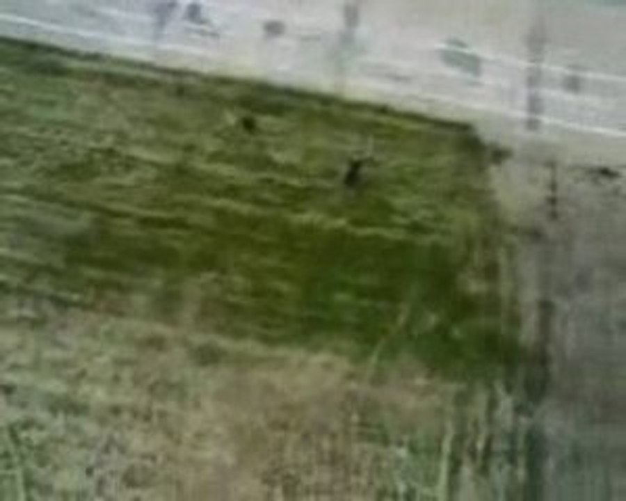 Fly #1