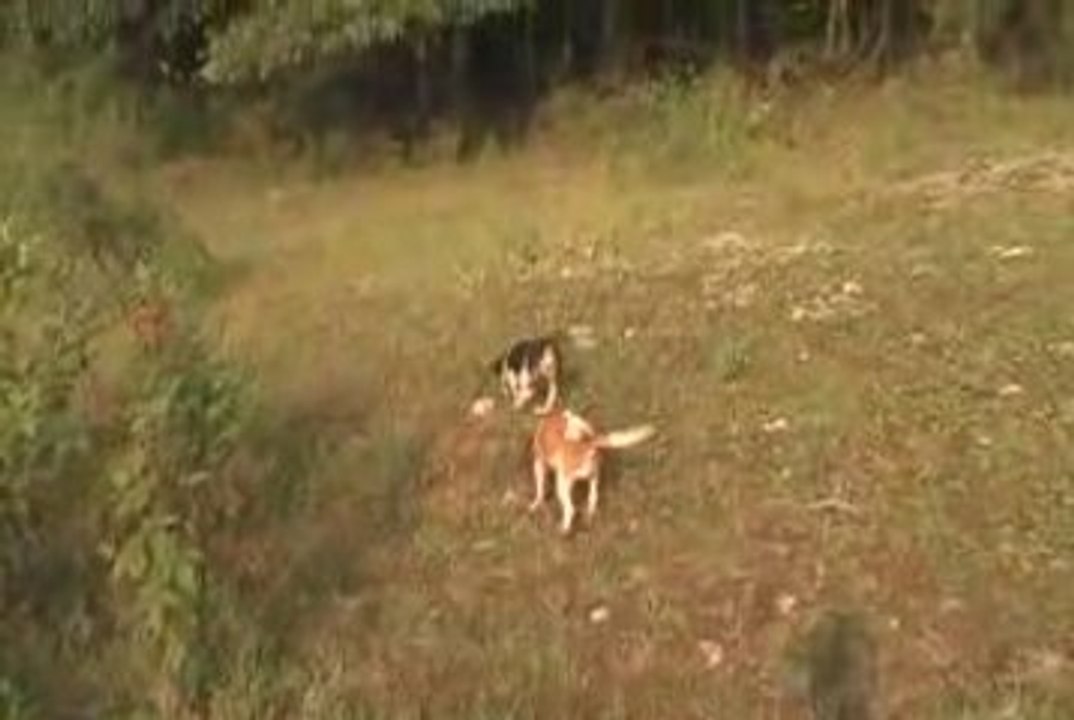 Sisters running rabbit