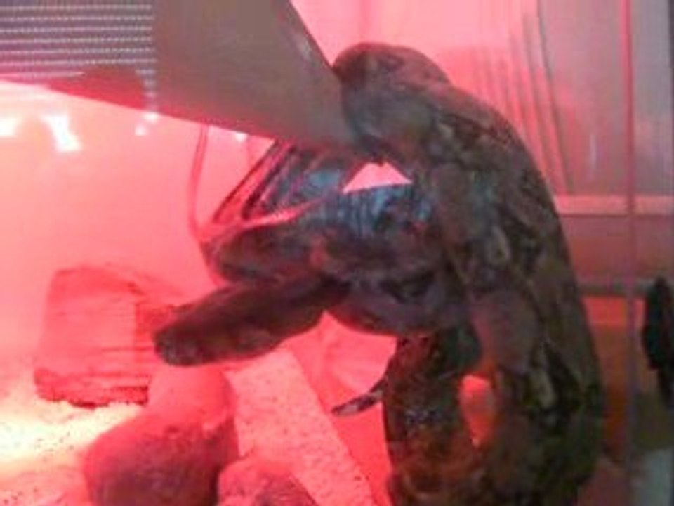 serpent boa constuctor