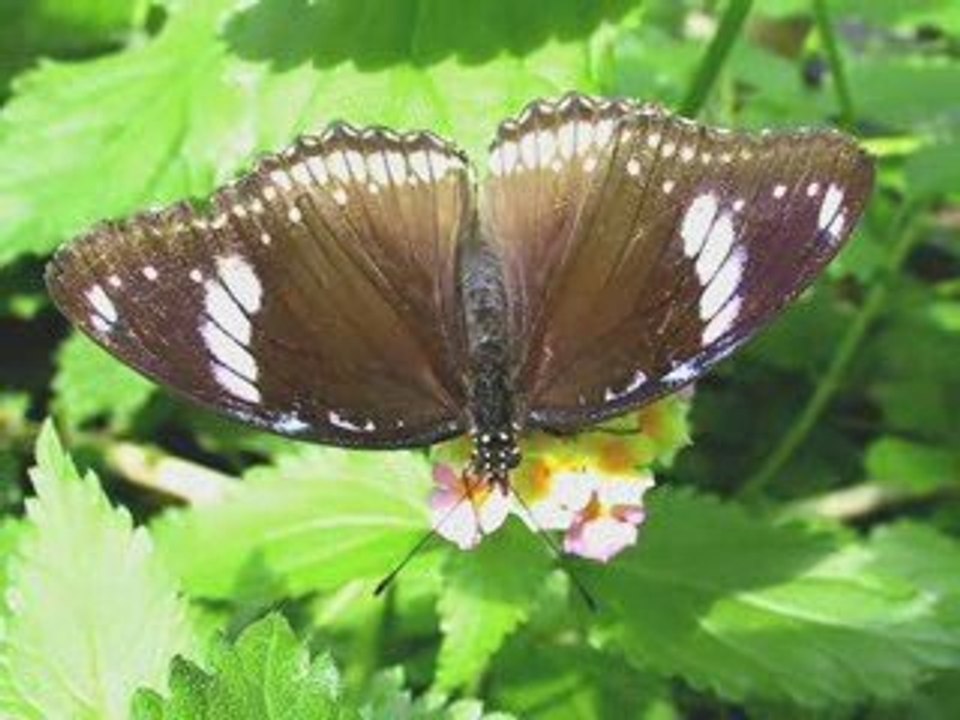 Simplemente Mariposas...