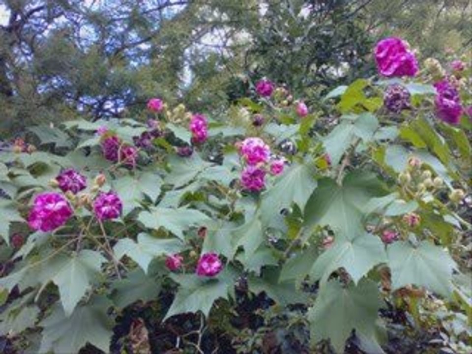 Kesik Çayır Biçilirmi Fon Müziği