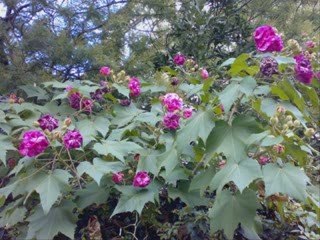 Kesik Çayır Biçilirmi Fon Müziği