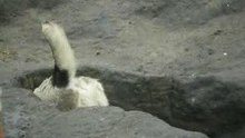 Сен Сао Шерт