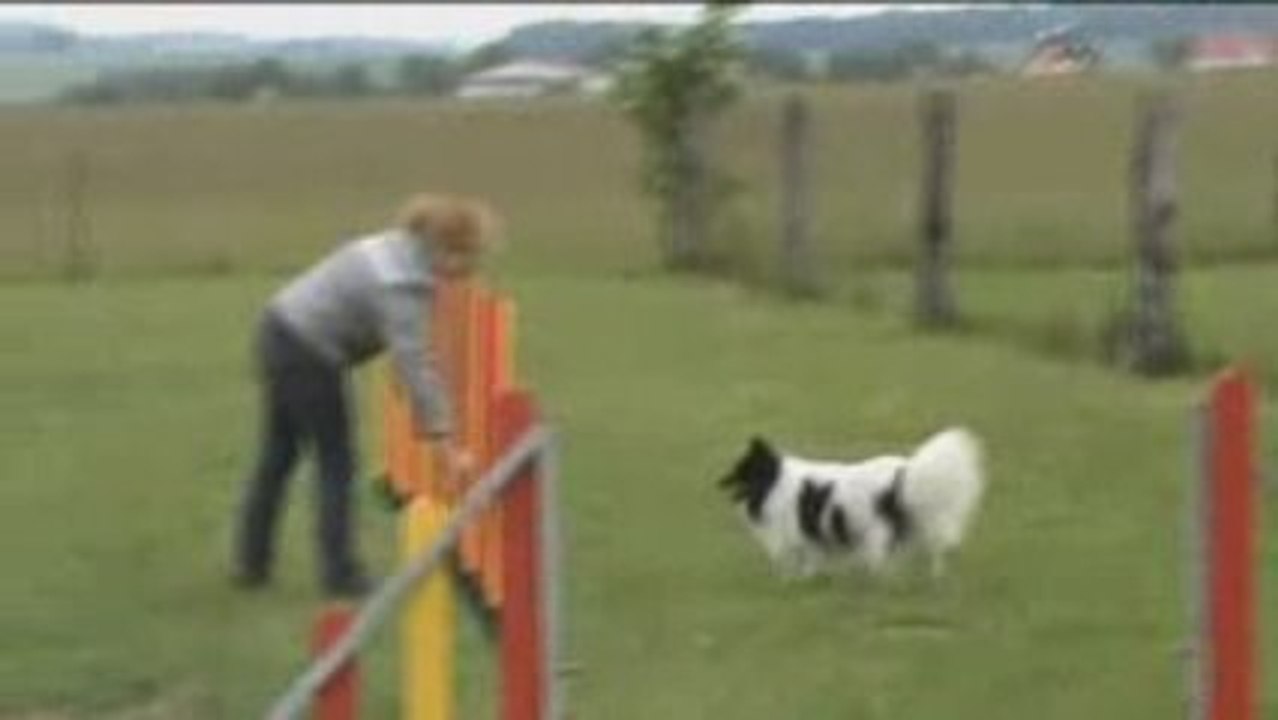 D'Arksaëd : cours d'agility
