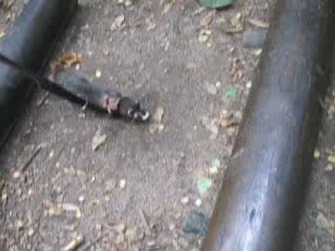 Sheïtan fait du saut d'obstacles