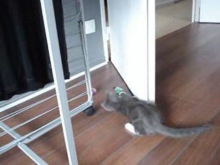 Cosy le chat