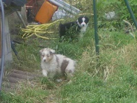 film naissances de bergers australiens