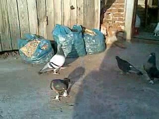 erdekte miro güvercin