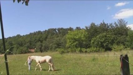 séance avec une longe dans la jachère