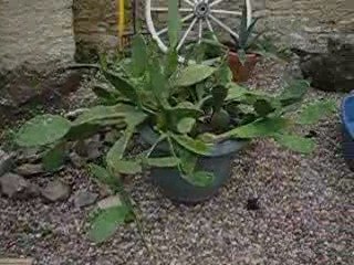 PREPARATION POUR LA POSE DU SPA