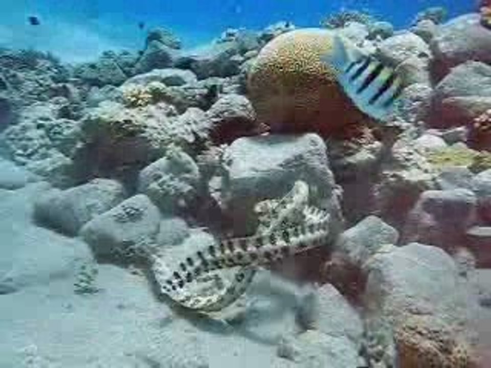 sub aquatico para gil.wmv