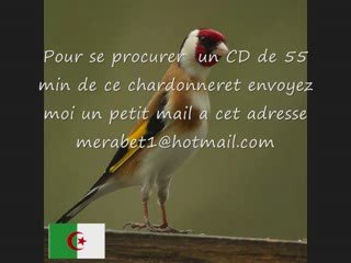 CD chant chardonneret d'ALGERIE TOP