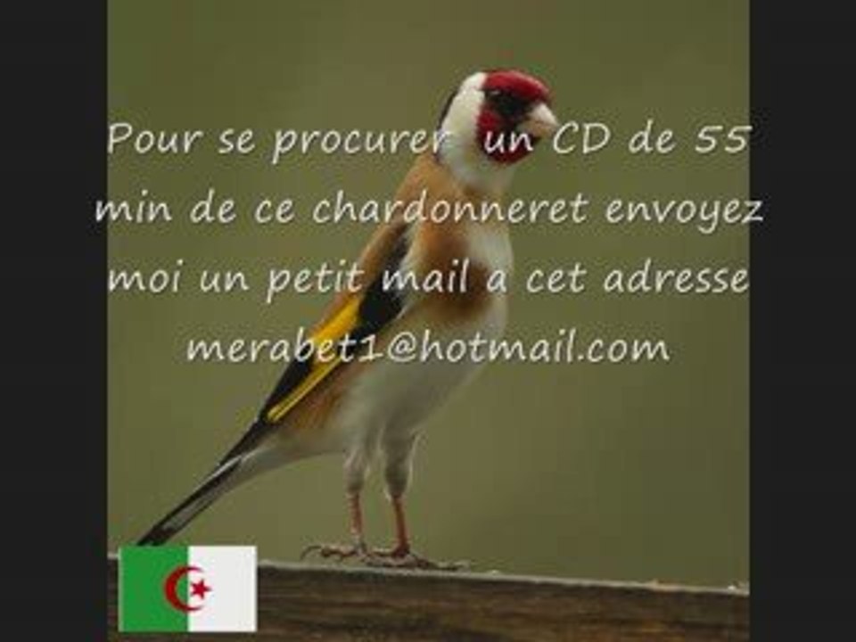 CD chant chardonneret d'ALGERIE TOP