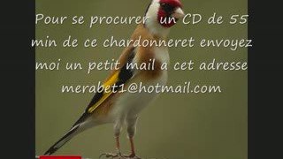 CD Chant de chardonneret du MAROC