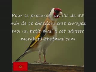 CD Chant de chardonneret du MAROC