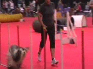 Loraine et Rikiki au jump de douai