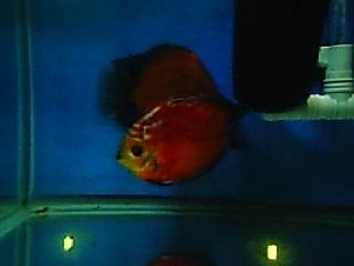 pigon yavruları büyüyor