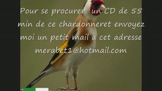 CD Chant chardonneret ALGERIE KADOUSSE