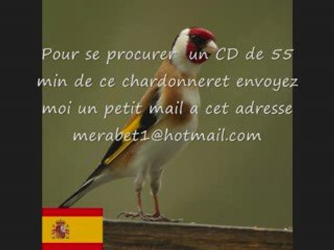 CD Chant de chardonneret d'ESPAGNE COPIA