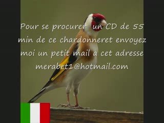 CD Chant de chardonneret d'ITALIE