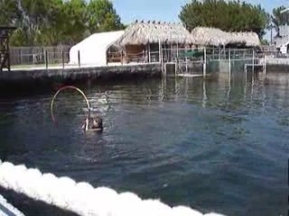Florida Beach Wedding Favor Idea - Swimming With Dolphins