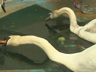 Anglers warned over swan danger