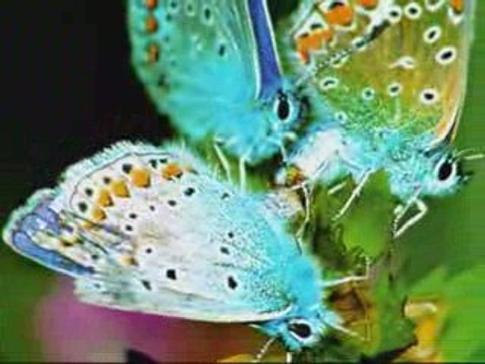 Mariposas