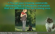 Dog Training and Obedience Commands
