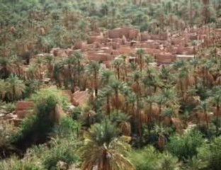 La palmeraie extraordinaire BENI ABBES