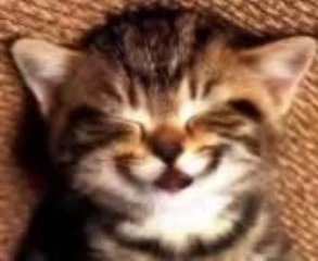 Cat sing "Happy birthday to you"