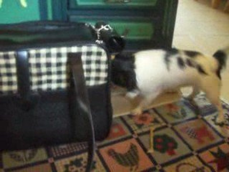 le sac et les chichis