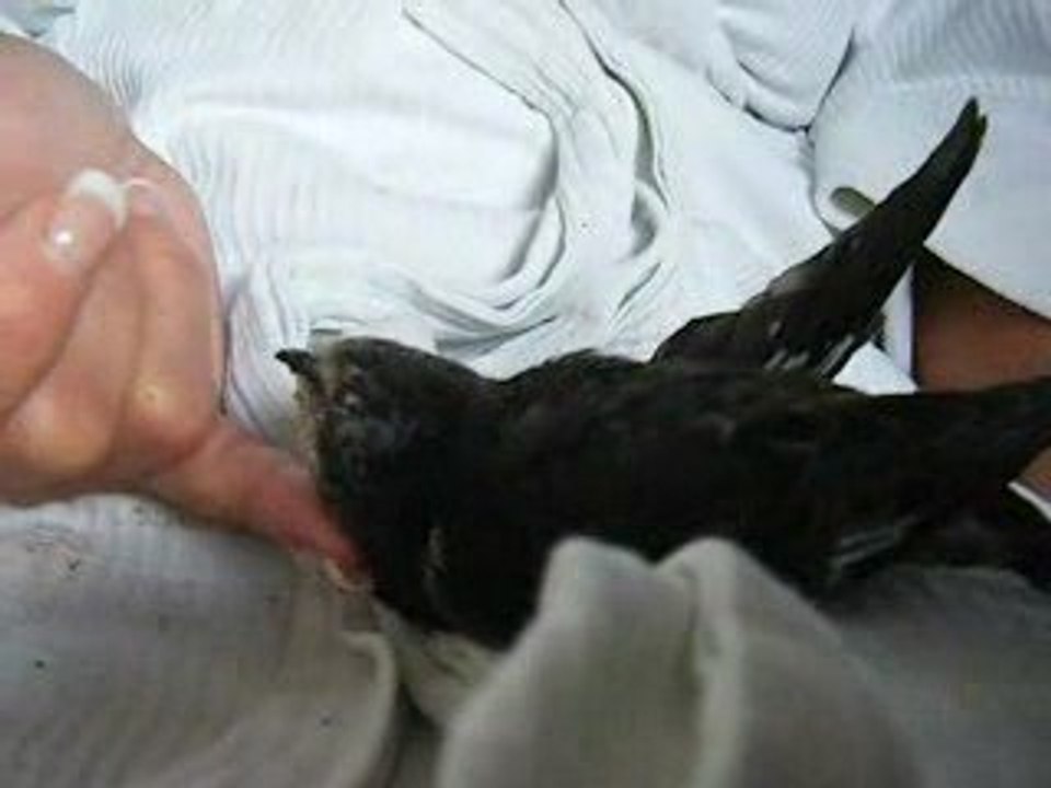 nourrir un martinet tombé du nid