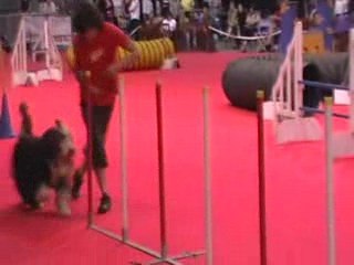 Florent et Achille, Jumping de Douai