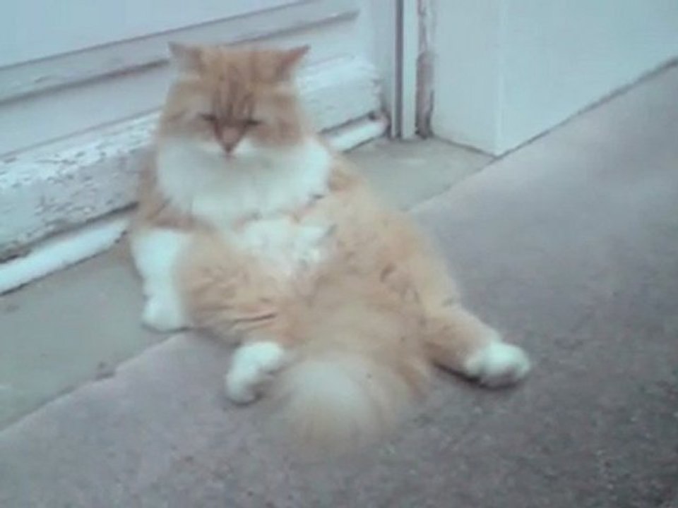 Notre Chat