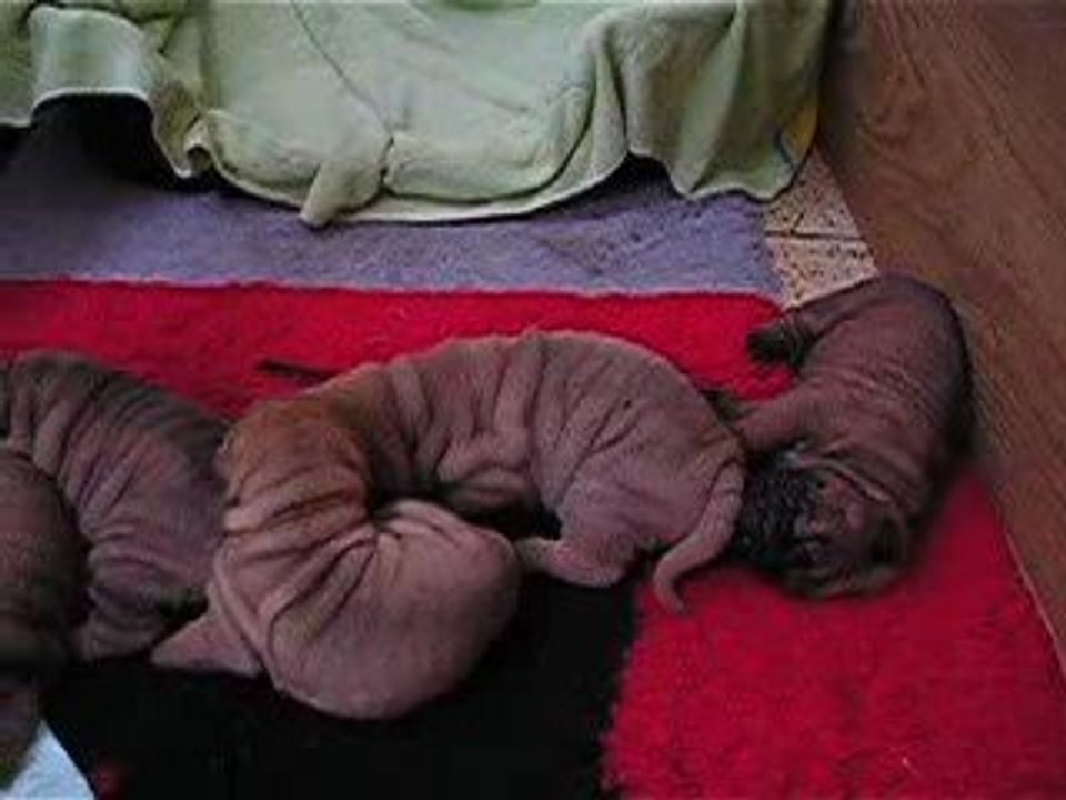 Chiots Blondie 1