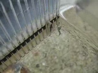 Nourrissage des bébés homards