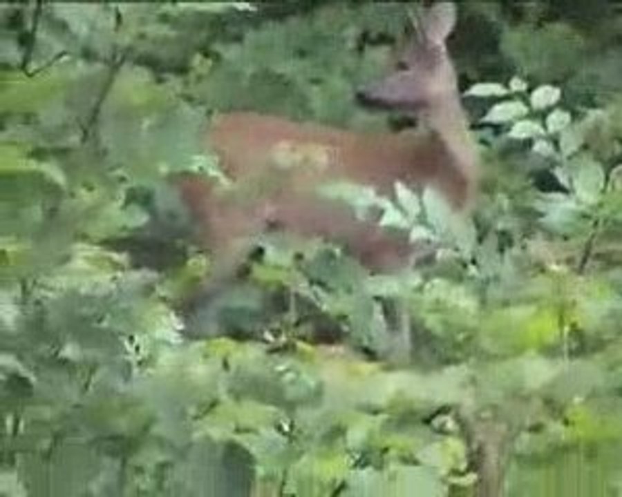 Nature Biche dans foret le 13 07 2009