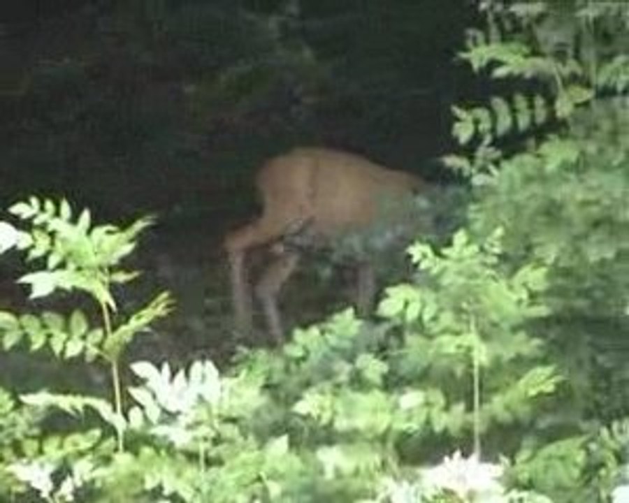 Nature un Cerf dans la foret de Maromme
